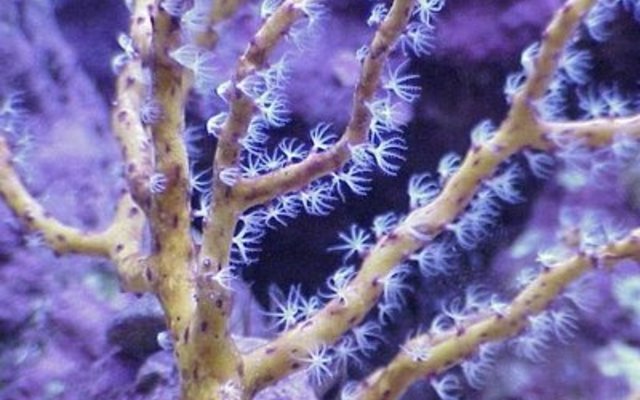sea fan (2)